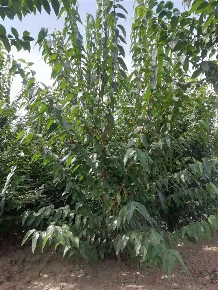 Shandong Ancient-Stem Rose Base