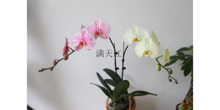 Shantou Phalaenopsis Orchid Manufacturer—Foshan Mantianhong Horticulture Supply