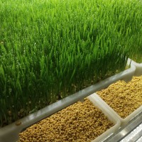 Jinxin Nongzhi Hydroponic Forage Equipment