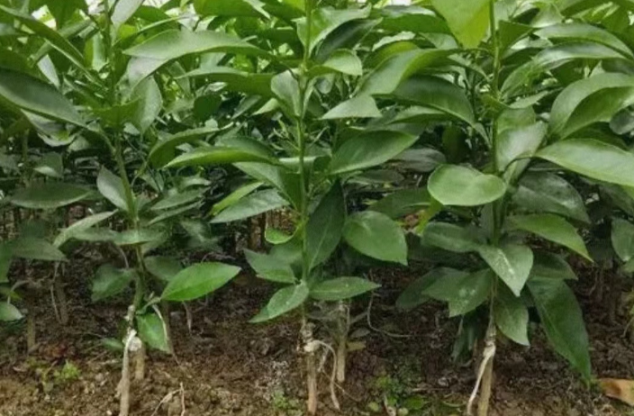 . Lianyungang citrus seedlings available—welcome to inquire! Taizhou Lanxin Fruit Industry supplies