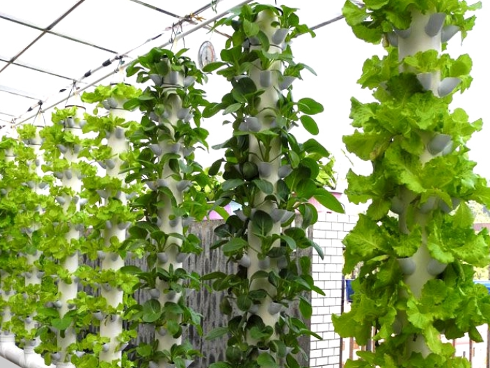 —What are the outdoor soilless cultivation methods available in Nanshan District? Shenzhen Xinyun Ec