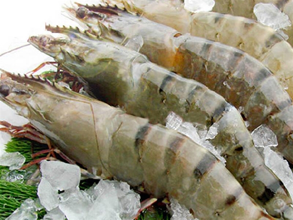 Shajing Seafood Delivery Wholesale & Canteen Catering Contracting